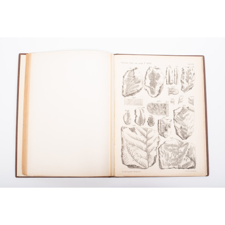 RACIBORSKI Marian, Flora kopalna ogniotrwałych glinek krakowskich [paleobotany], Kraków 1894