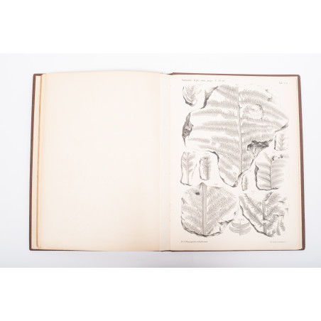 RACIBORSKI Marian, Flora kopalna ogniotrwałych glinek krakowskich [paleobotany], Kraków 1894