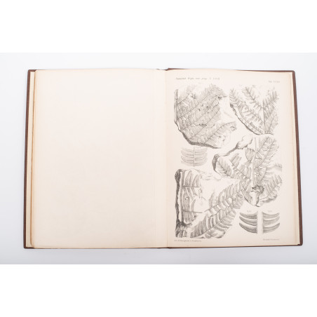 RACIBORSKI Marian, Flora kopalna ogniotrwałych glinek krakowskich [paleobotany], Kraków 1894