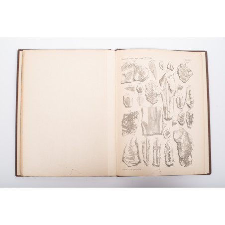 RACIBORSKI Marian, Flora kopalna ogniotrwałych glinek krakowskich [paleobotany], Kraków 1894