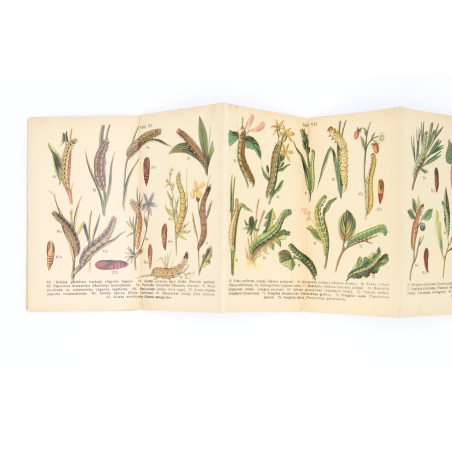 GĄSIENICE. Atlasik kieszonkowy, zawierający 121 rys. kol. [caterpillars], Warszawa [b.r.] 