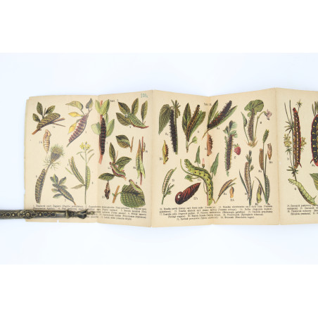 GĄSIENICE. Atlasik kieszonkowy, zawierający 121 rys. kol. [caterpillars], Warszawa [b.r.] 