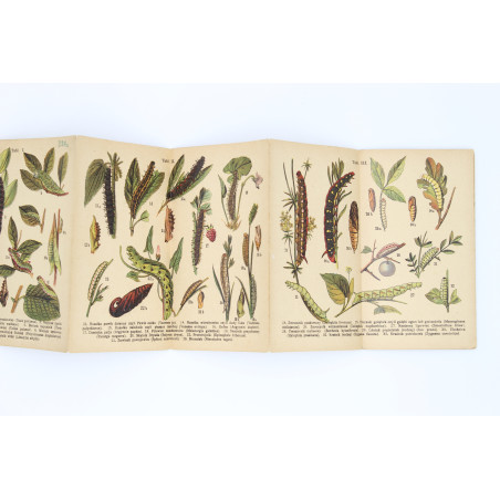GĄSIENICE. Atlasik kieszonkowy, zawierający 121 rys. kol. [caterpillars], Warszawa [b.r.] 