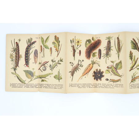 GĄSIENICE. Atlasik kieszonkowy, zawierający 121 rys. kol. [caterpillars], Warszawa [b.r.] 