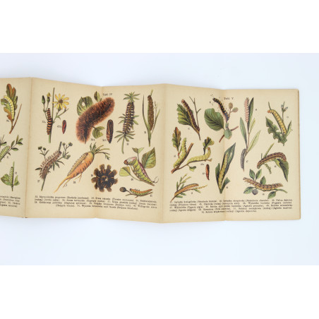 GĄSIENICE. Atlasik kieszonkowy, zawierający 121 rys. kol. [caterpillars], Warszawa [b.r.] 