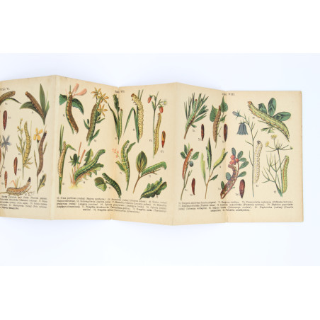 GĄSIENICE. Atlasik kieszonkowy, zawierający 121 rys. kol. [caterpillars], Warszawa [b.r.] 