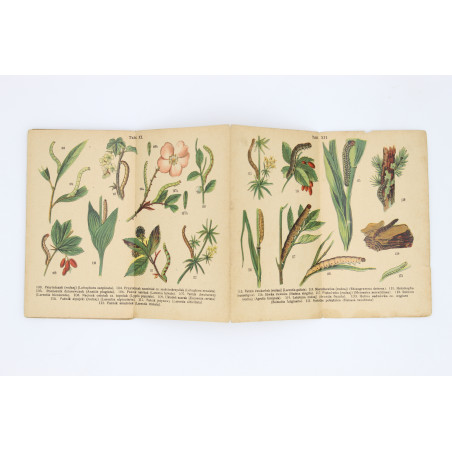 GĄSIENICE. Atlasik kieszonkowy, zawierający 121 rys. kol. [caterpillars], Warszawa [b.r.] 