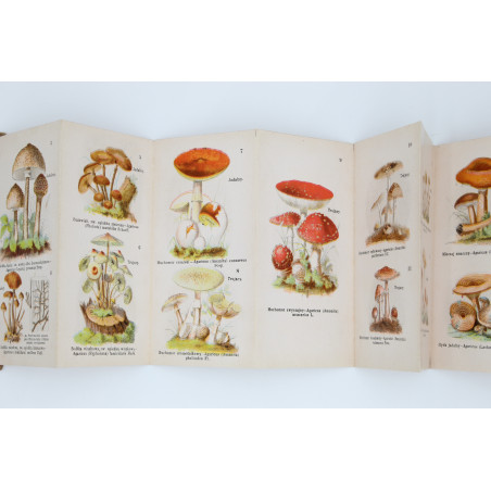 GRZYBY JADALNE I TRUJĄCE. 40 rysunków kol. [fungi, mushrooms], Warszawa [b.r.]