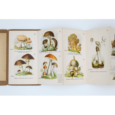GRZYBY JADALNE I TRUJĄCE. 40 rysunków kol. [fungi, mushrooms], Warszawa [b.r.]
