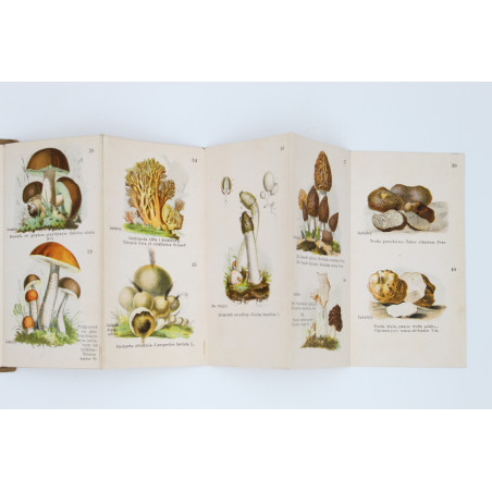 GRZYBY JADALNE I TRUJĄCE. 40 rysunków kol. [fungi, mushrooms], Warszawa [b.r.]