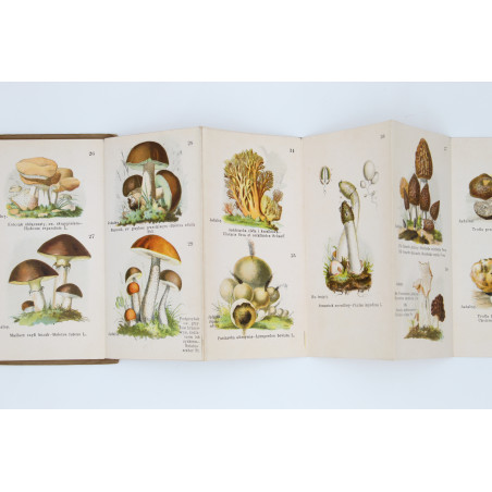 GRZYBY JADALNE I TRUJĄCE. 40 rysunków kol. [fungi, mushrooms], Warszawa [b.r.]