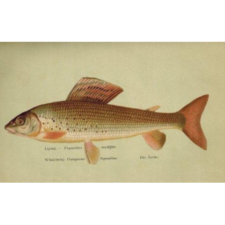 ROZWADOWSKI Józef, Nasze ryby: łososiowate [flyfishing], [w:] „Okólnik”. R. 1901-1903