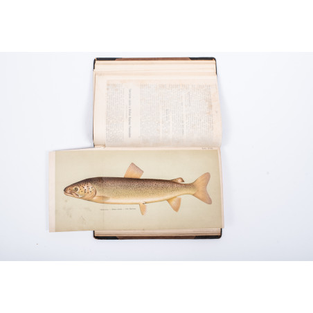 ROZWADOWSKI Józef, Nasze ryby: łososiowate [flyfishing], [w:] „Okólnik”. R. 1901-1903