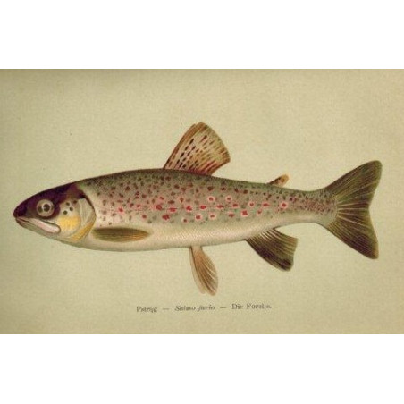 ROZWADOWSKI Józef, Nasze ryby: łososiowate [flyfishing], [w:] „Okólnik”. R. 1901-1903