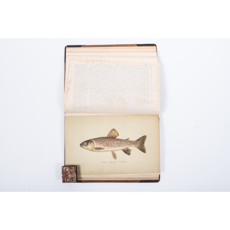 ROZWADOWSKI Józef, Nasze ryby: łososiowate [flyfishing], [w:] „Okólnik”. R. 1901-1903