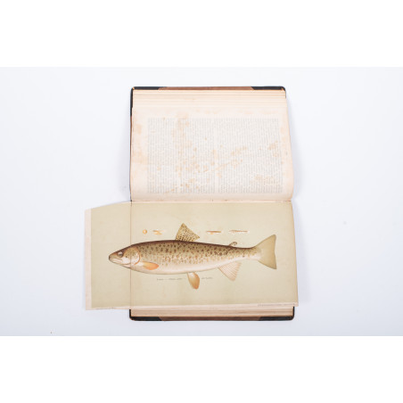 ROZWADOWSKI Józef, Nasze ryby: łososiowate [flyfishing], [w:] „Okólnik”. R. 1901-1903