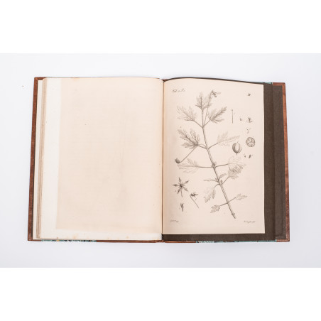 TREVIRANUS L.C., Horti botanici Vratislaviensis plantarum vel novarum vel minus cognitarum, [b.m.] 1824