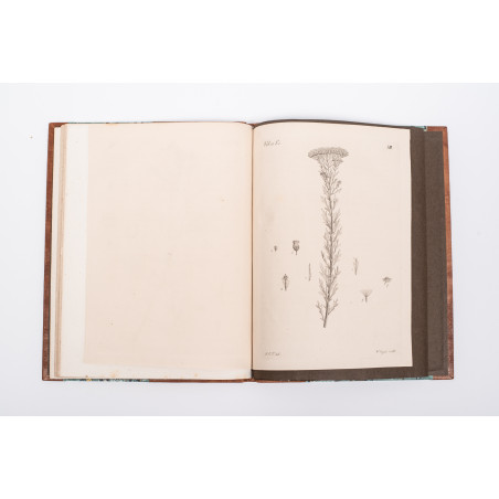 TREVIRANUS L.C., Horti botanici Vratislaviensis plantarum vel novarum vel minus cognitarum, [b.m.] 1824