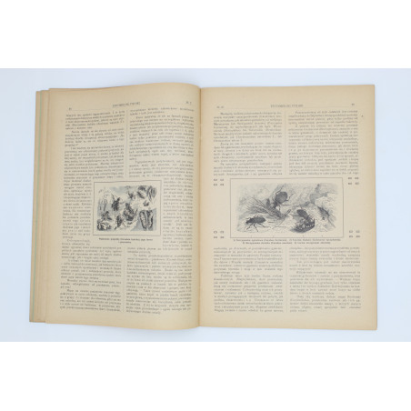 "ENTOMOLOG POLSKI", [komplet trzech nr.], Łódź 1910-1911