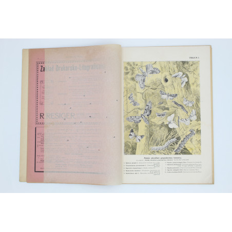 "ENTOMOLOG POLSKI", [komplet trzech nr.], Łódź 1910-1911