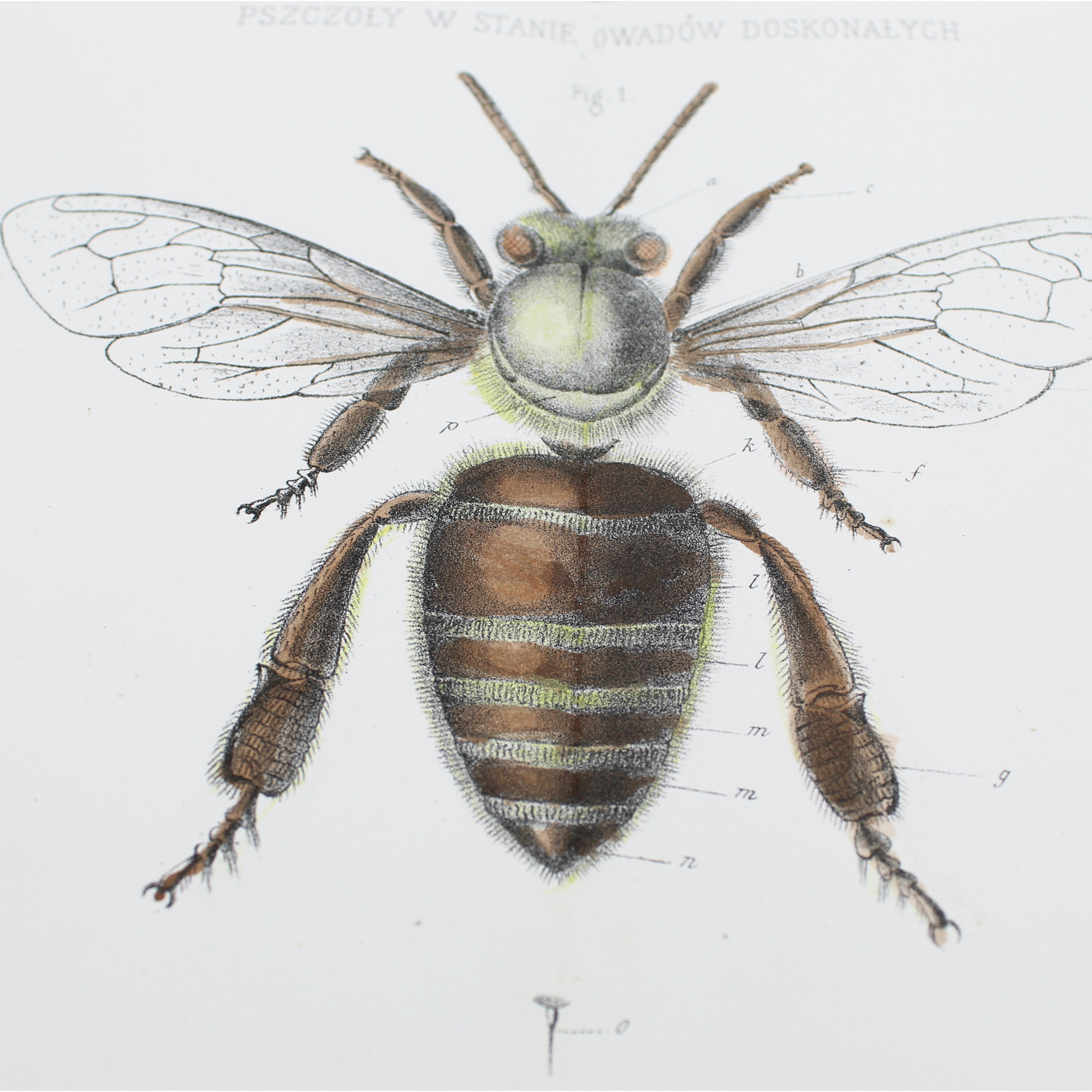 GIRDWOYŃ Michał, Anatomia pszczoły, Paryż 1875