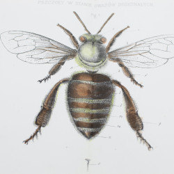 GIRDWOYŃ Michał, Anatomia pszczoły, Paryż 1875