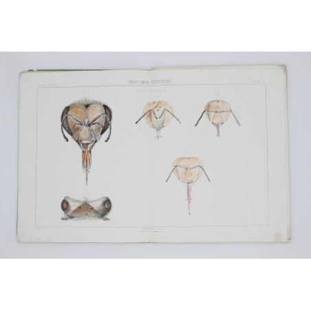 GIRDWOYŃ Michał, Anatomia pszczoły, Paryż 1875