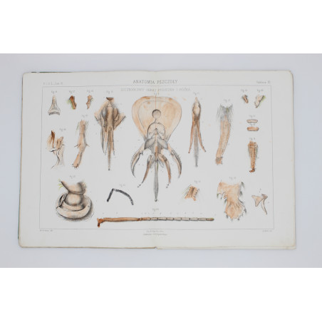 GIRDWOYŃ Michał, Anatomia pszczoły, Paryż 1875