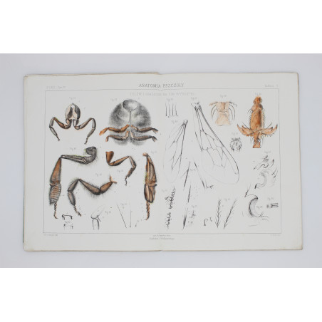 GIRDWOYŃ Michał, Anatomia pszczoły, Paryż 1875