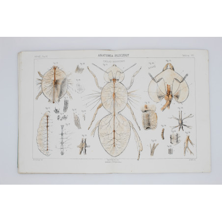 GIRDWOYŃ Michał, Anatomia pszczoły, Paryż 1875