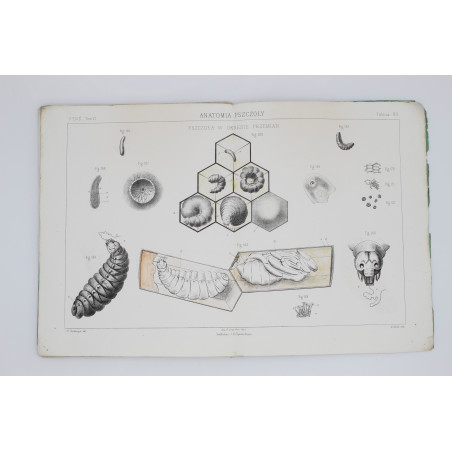 GIRDWOYŃ Michał, Anatomia pszczoły, Paryż 1875