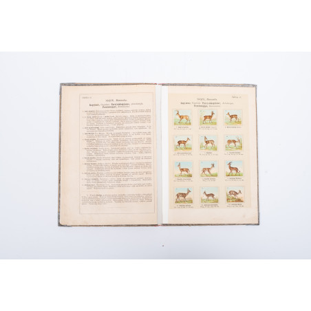 ŚLÓSARSKI A., Systematyczny kurs nauk. Mały atlas zoologiczny. Część I. Ssące, Warszawa  1890